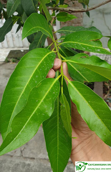 cây lá vối