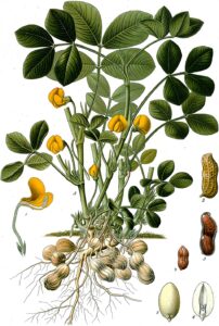 cây lạc