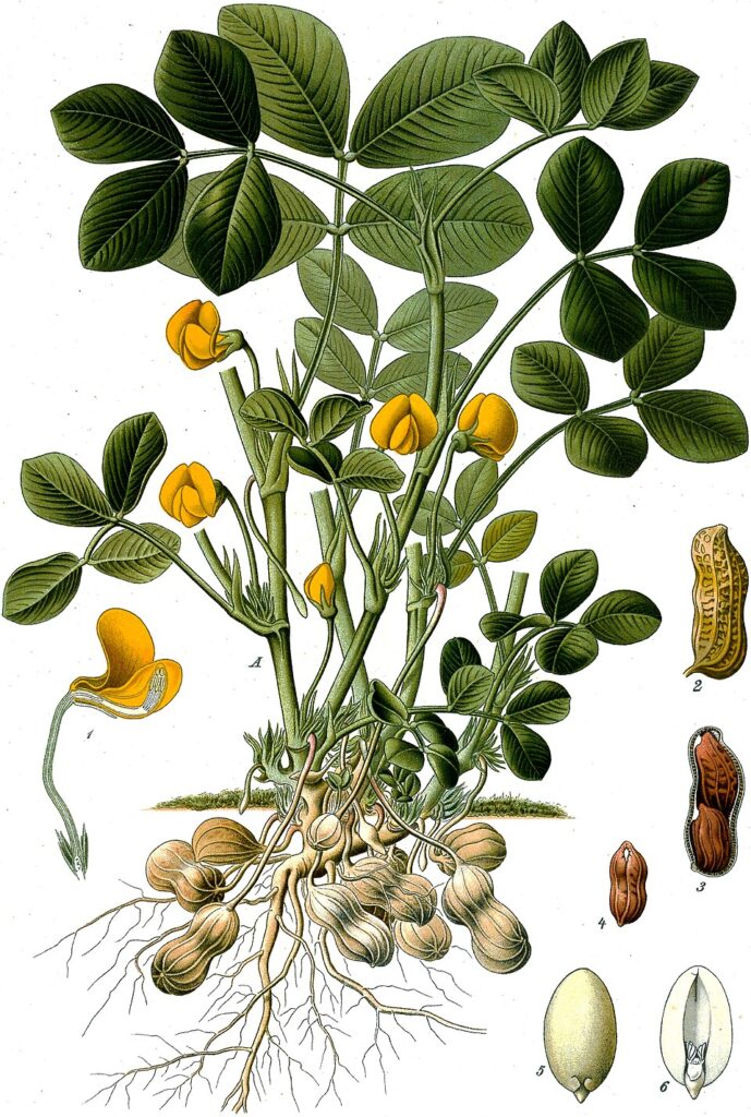cây lạc