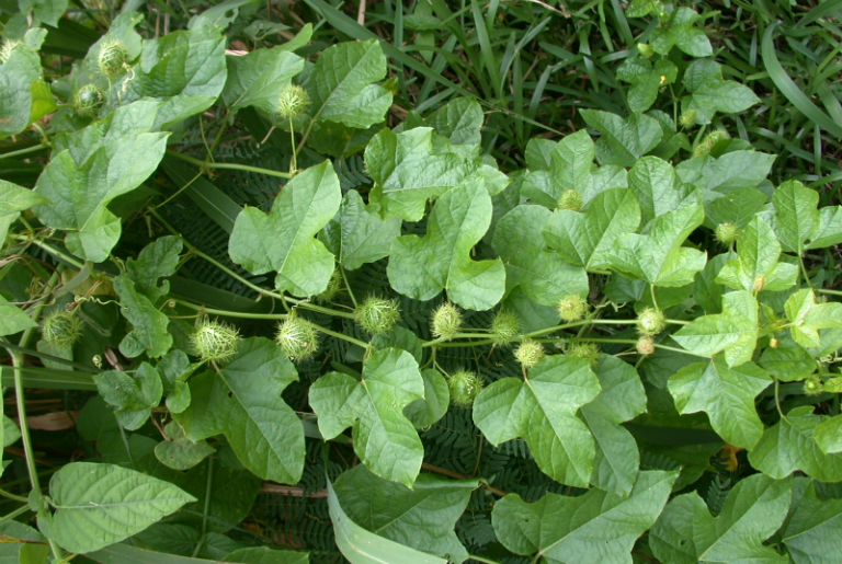cây lạc tiên