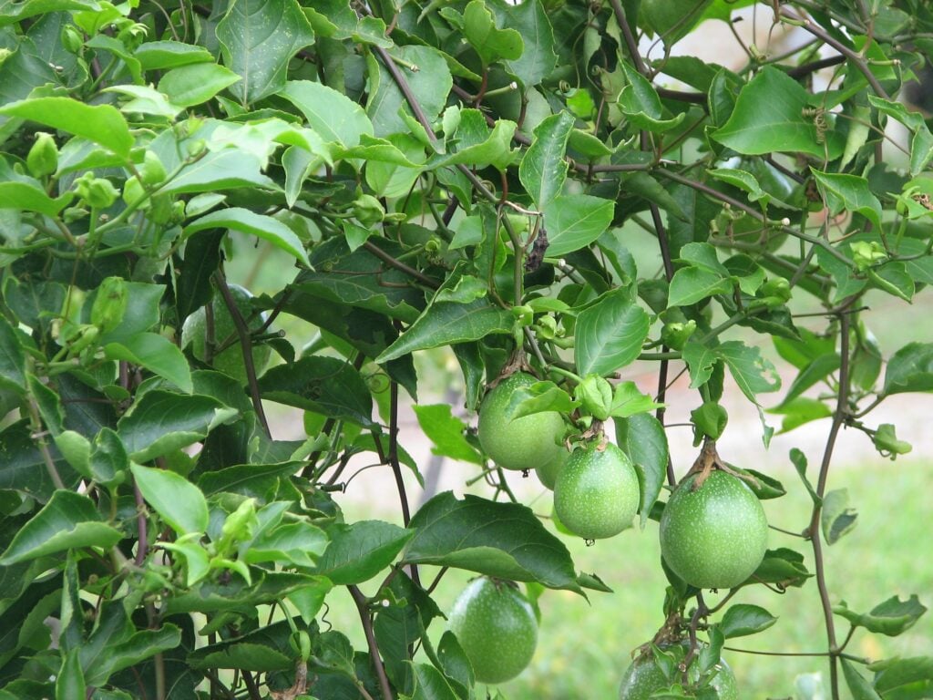 cây lạc tiên - Image 4