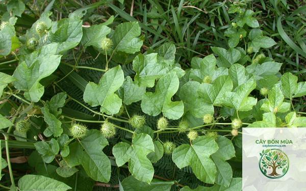 cây lạc tiên đỏ - Image 2