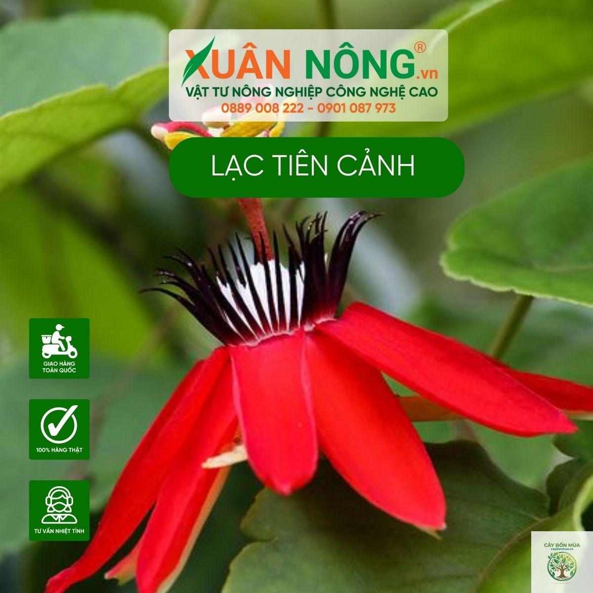cây lạc tiên đỏ - Image 3