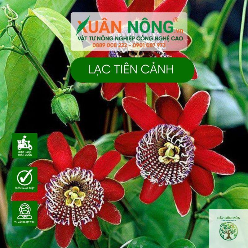 cây lạc tiên đỏ - Image 5