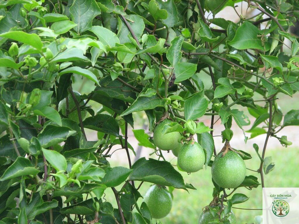 cây lạc tiên lá nhỏ - Image 3
