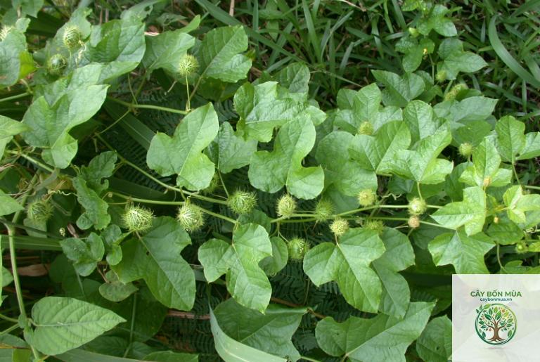 cây lạc tiên rừng