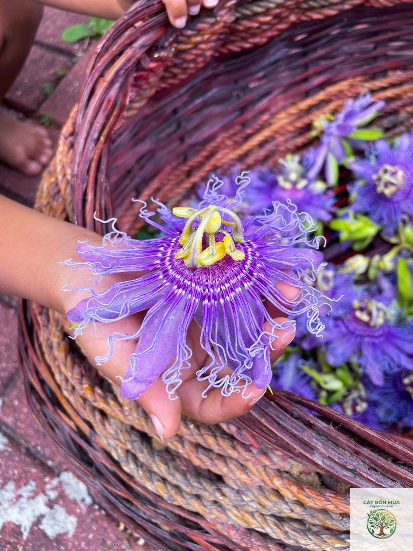 cây lạc tiên tím - Image 2
