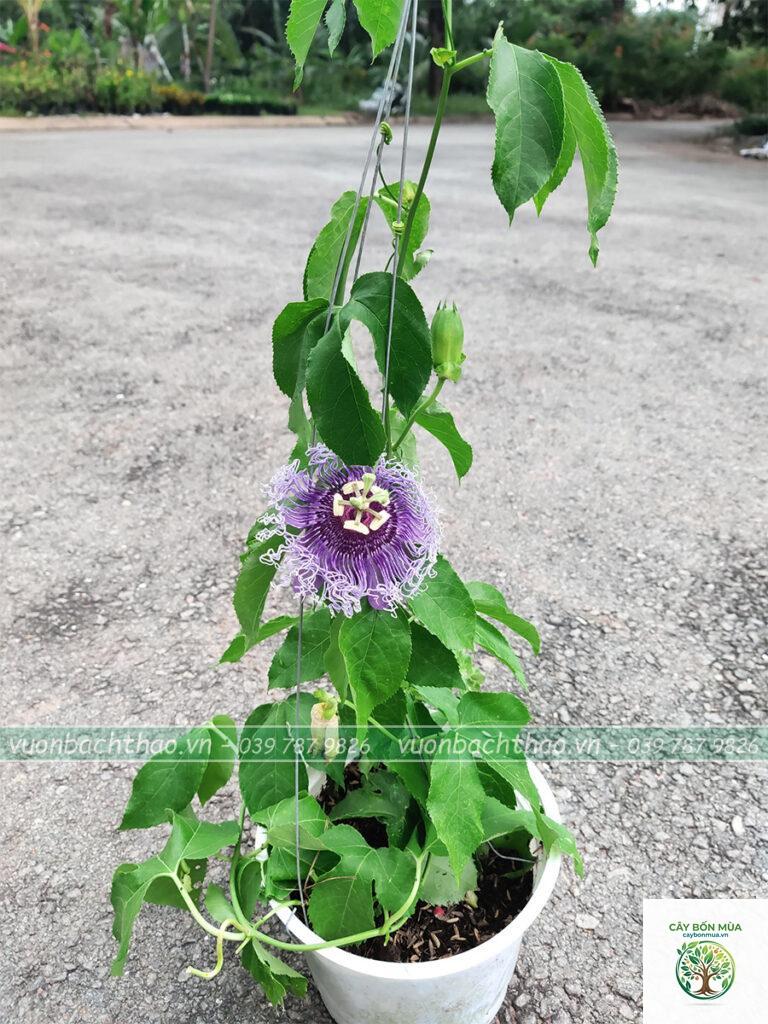 cây lạc tiên tím