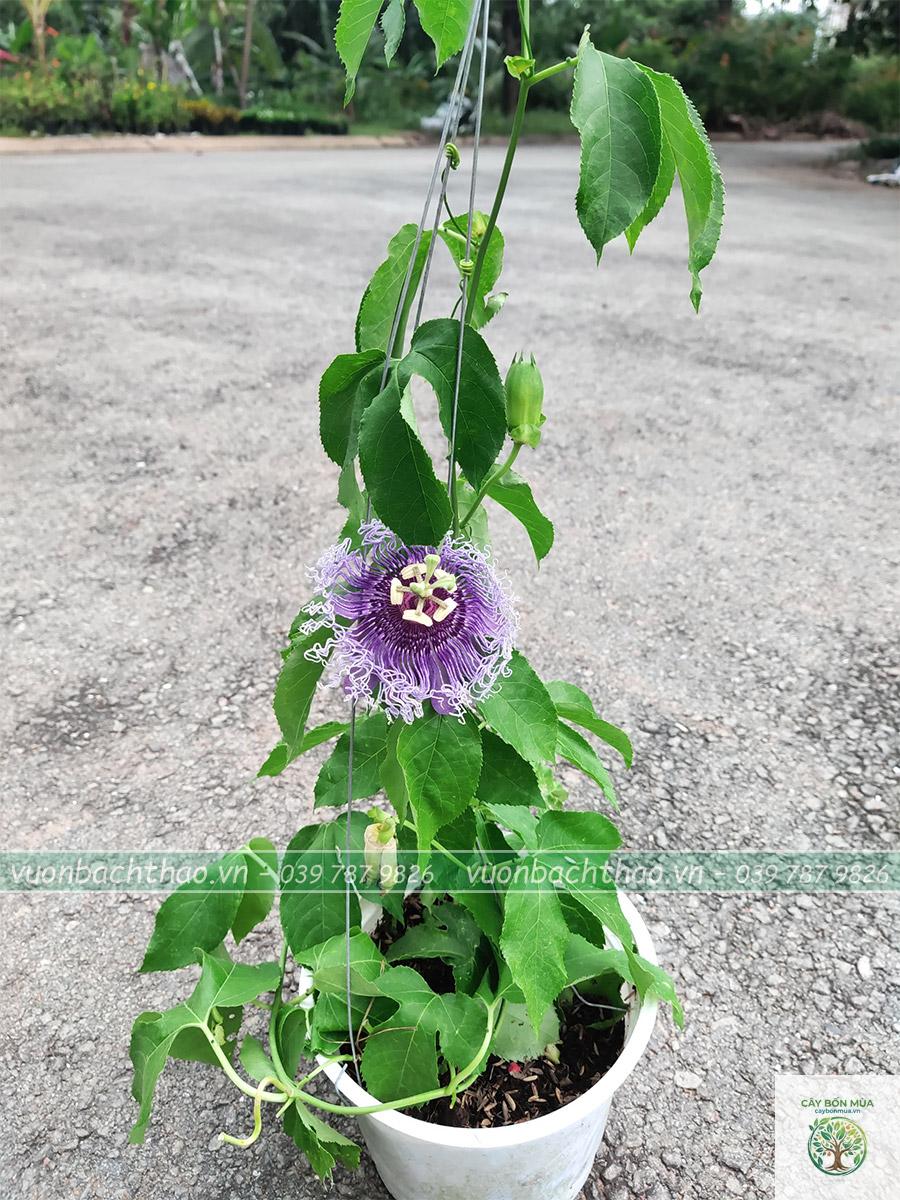 cây lạc tiên tím - Image 1