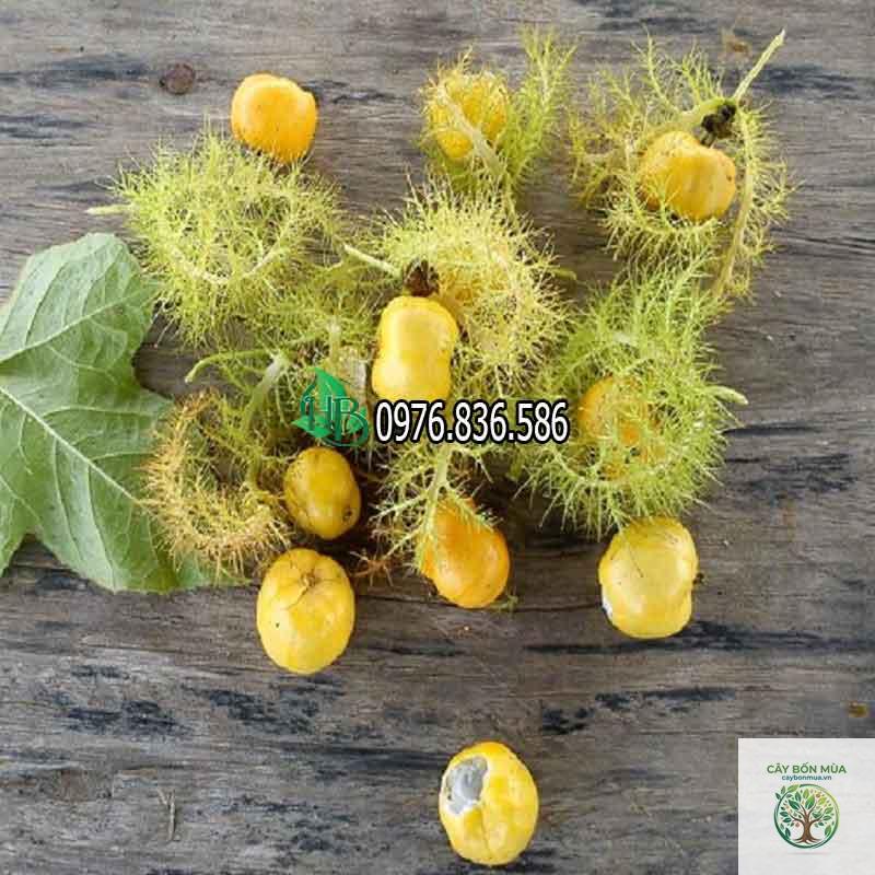 cây lạc tiên vàng - Image 2