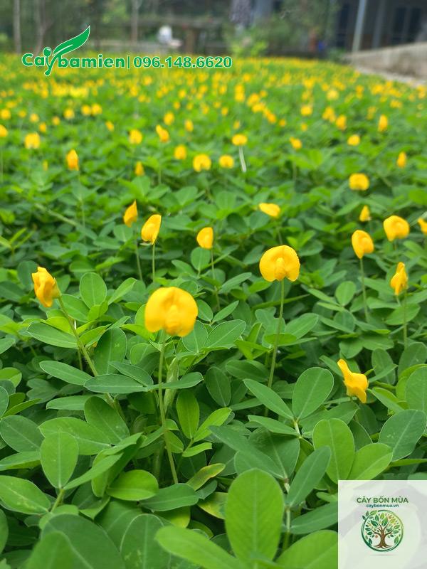 cây lạc tiên vàng