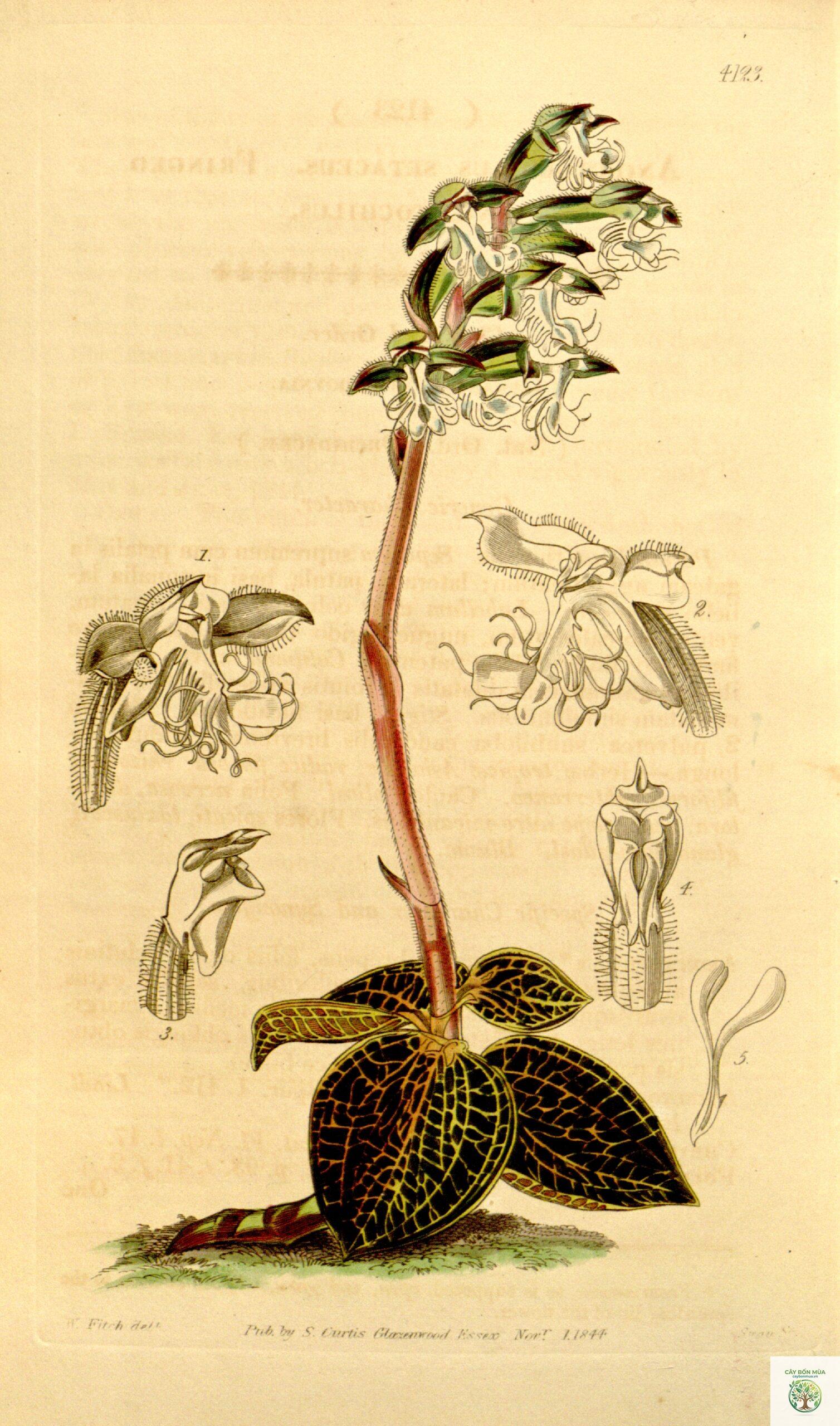cây lan kim tuyến - Image 3