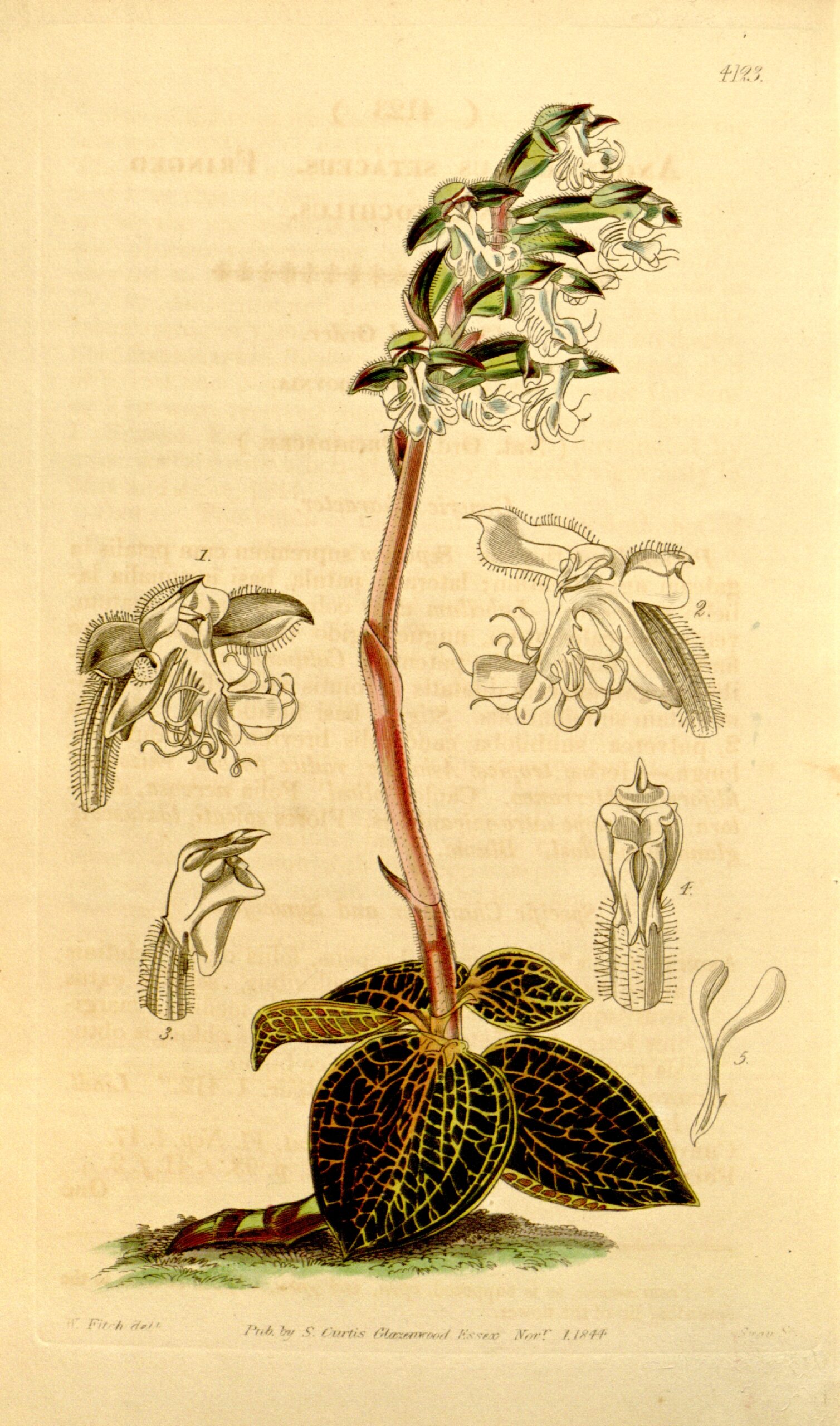 cây lan kim tuyến - Image 3