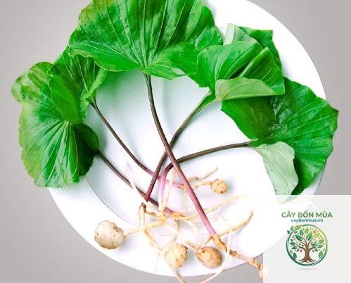 cây lan một lá