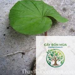 cây lan một lá - Image 2