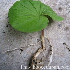 cây lan một lá - Image 2