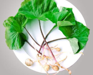 cây lan một lá