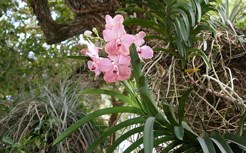 cây lan rừng - Image 3