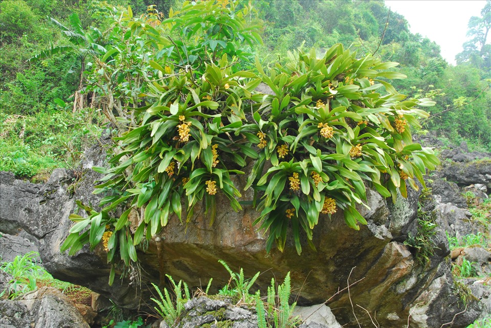 cây lan rừng - Image 4