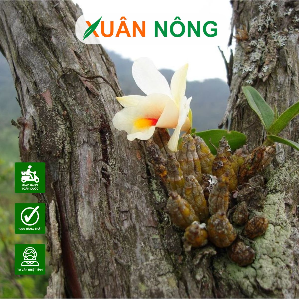 cây lan rừng - Image 5