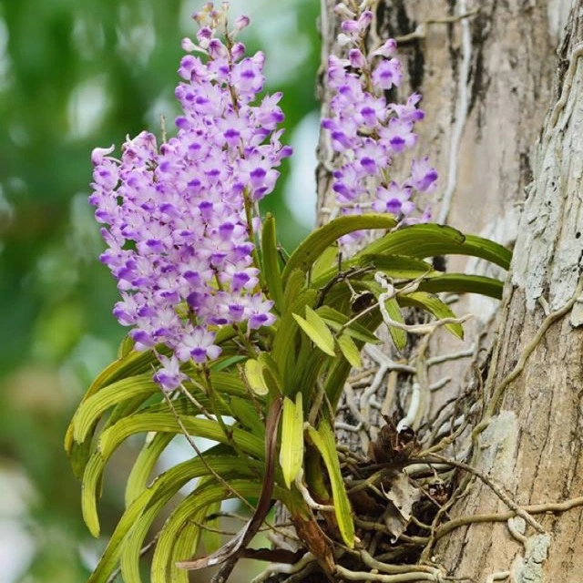 cây lan rừng