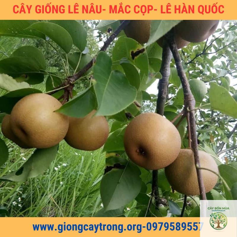cây lê Hàn Quốc - Image 2