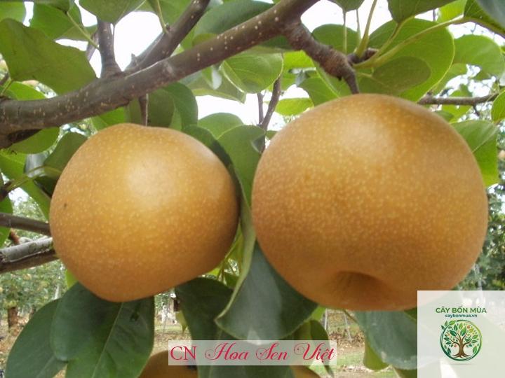 cây lê Hàn Quốc - Image 3