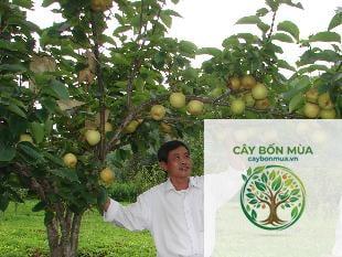 cây lê Tai Nung - Image 2