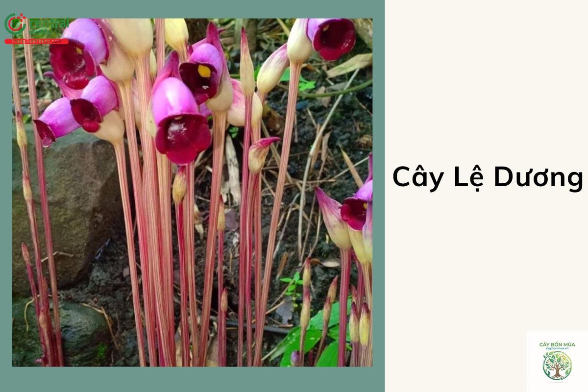 cây lê đường - Image 5