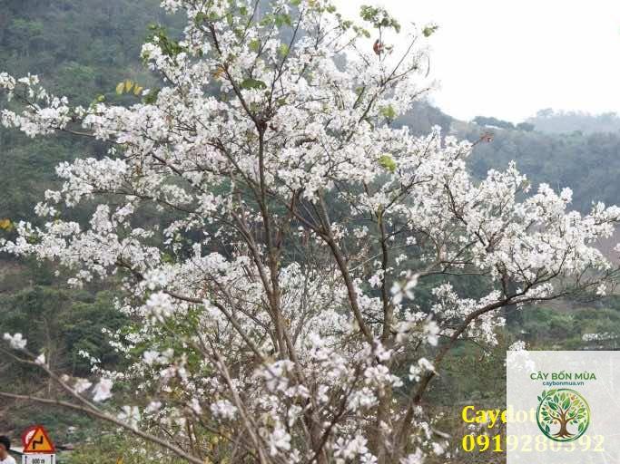 cây lê không hạt - Image 4