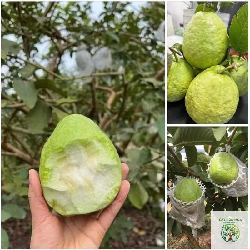 cây lê không hạt