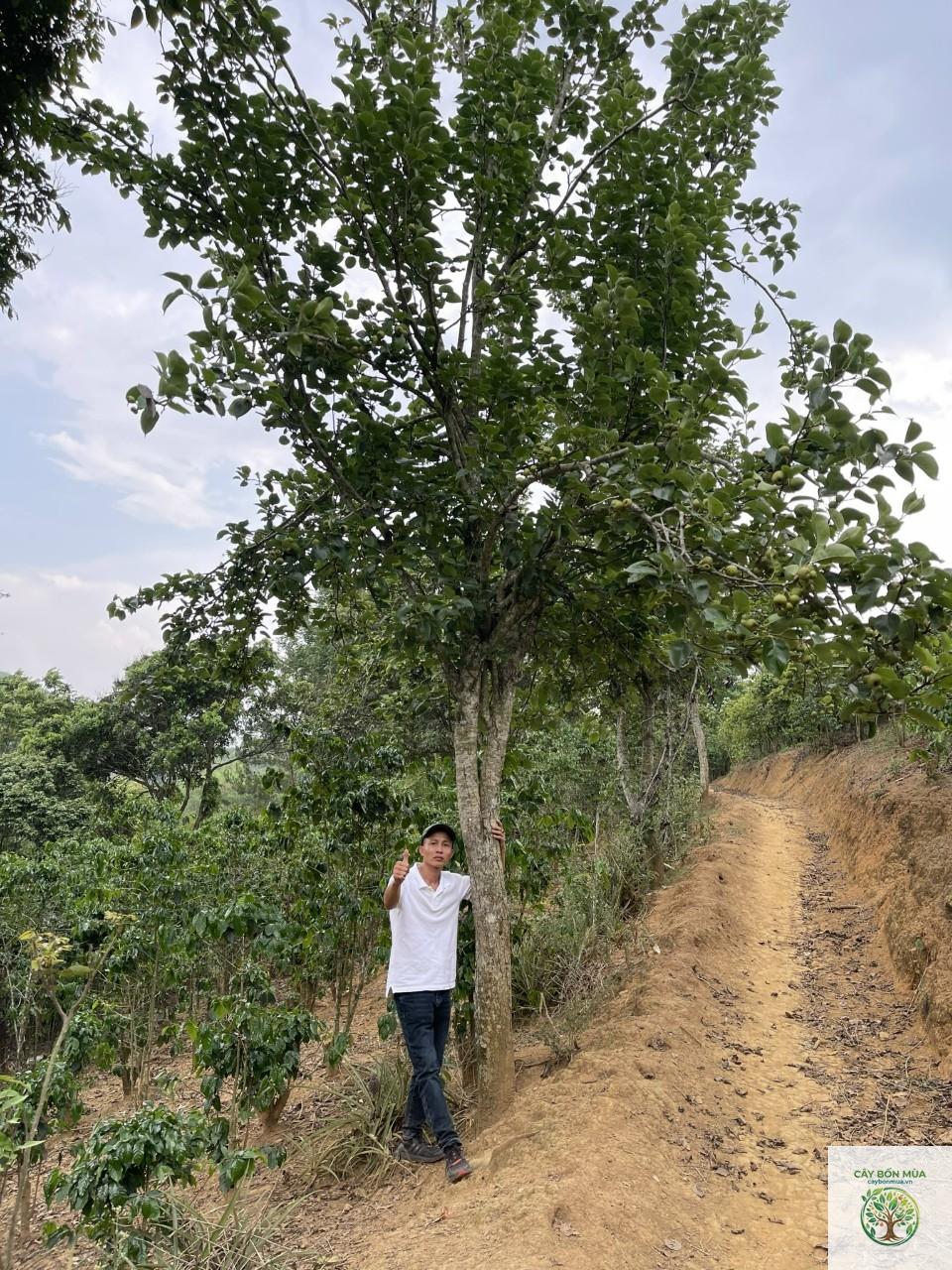 cây lê xanh - Image 3