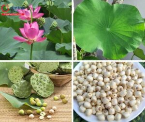cây liên nhục