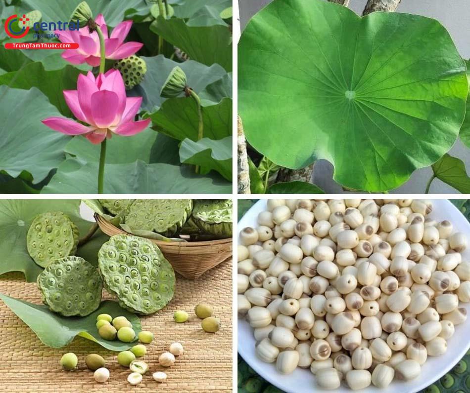 cây liên nhục