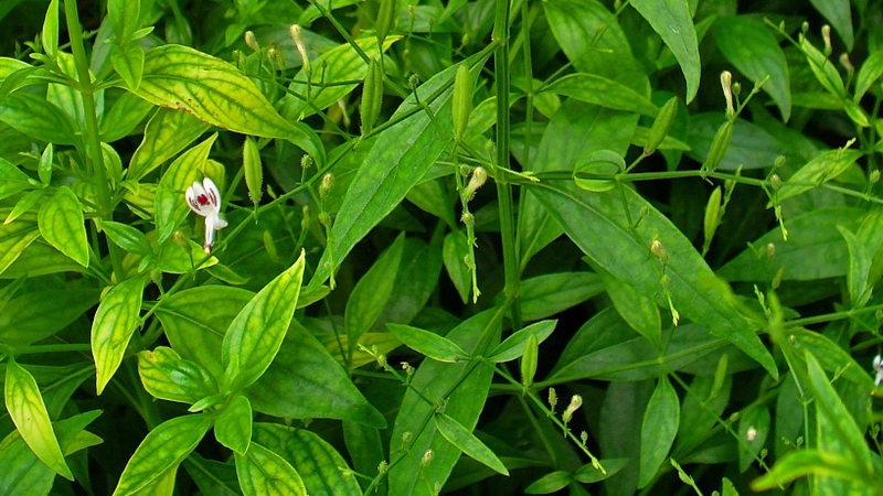 cây liên tâm