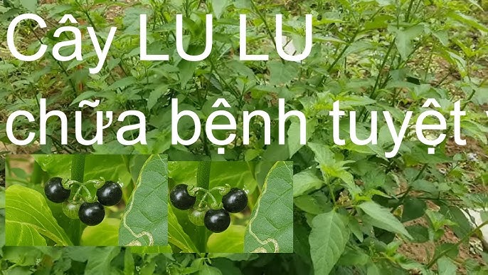 cây lu lu cái