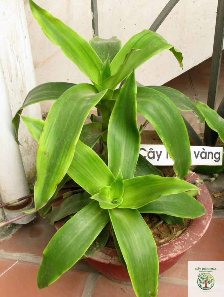 cây lược vàng