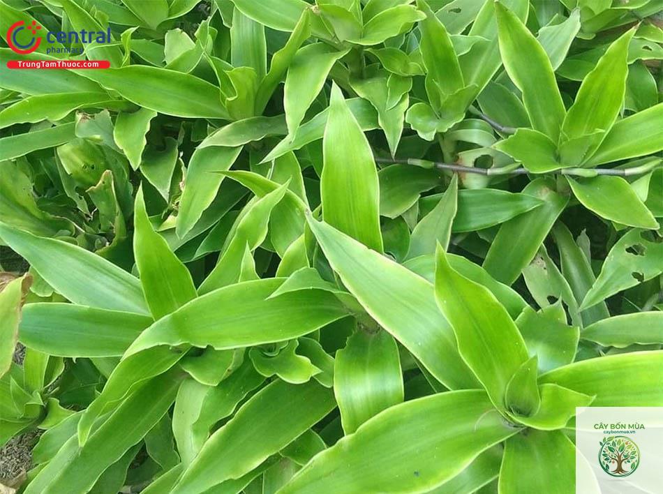 cây lược vàng - Image 2