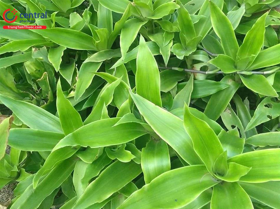 cây lược vàng - Image 2
