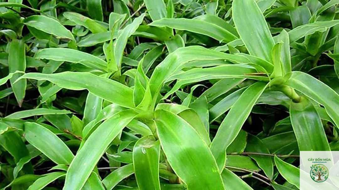 cây lược vàng - Image 4