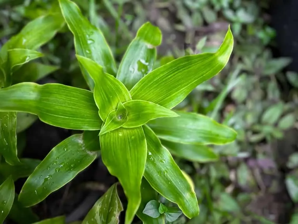 cây lược vàng rừng - Image 3