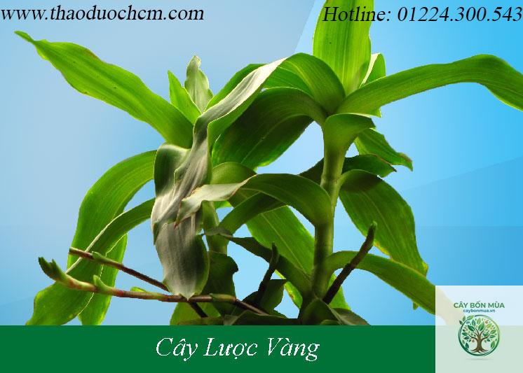 cây lược vàng rừng - Image 4