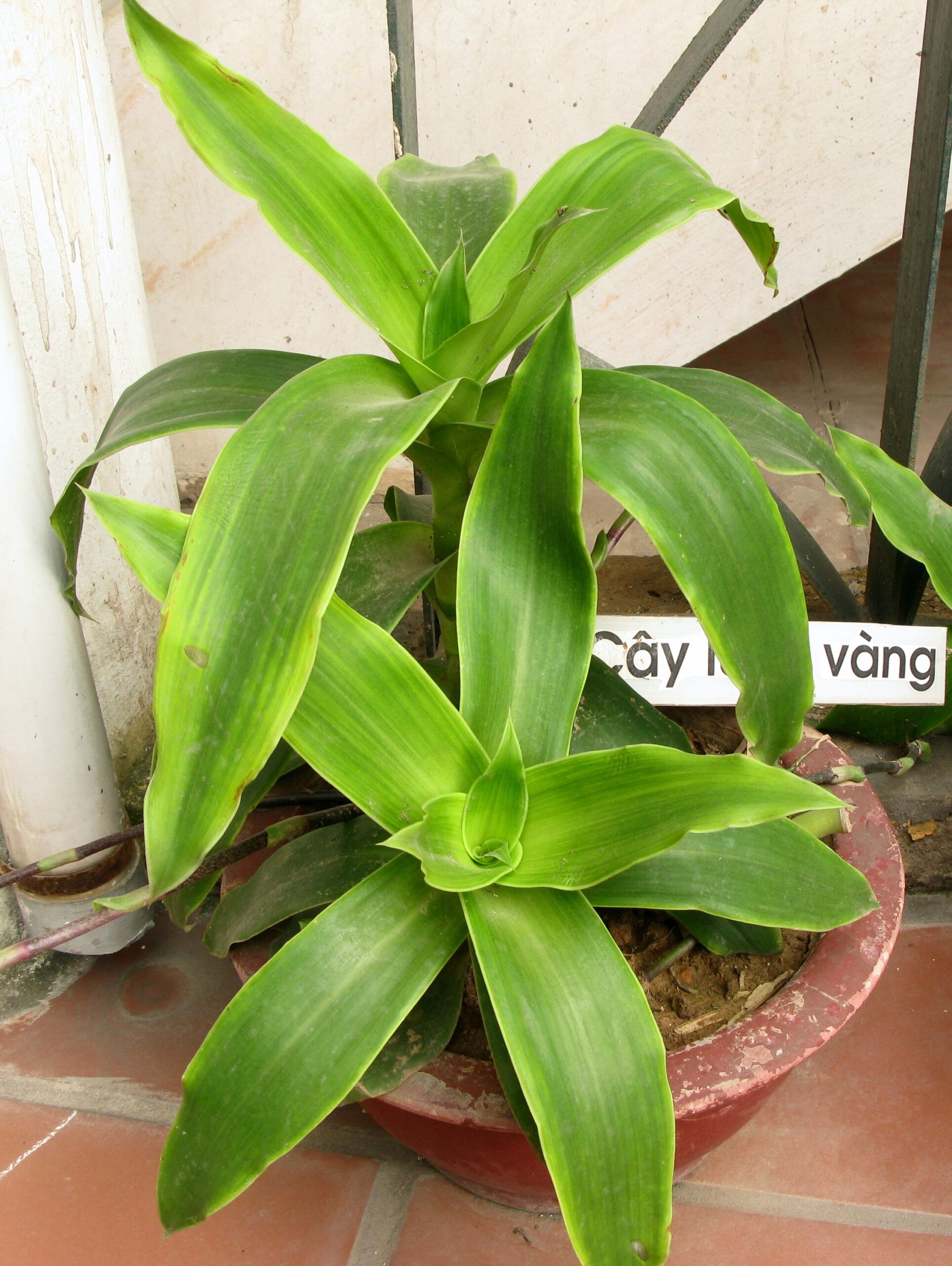 cây lược vàng - Image 1