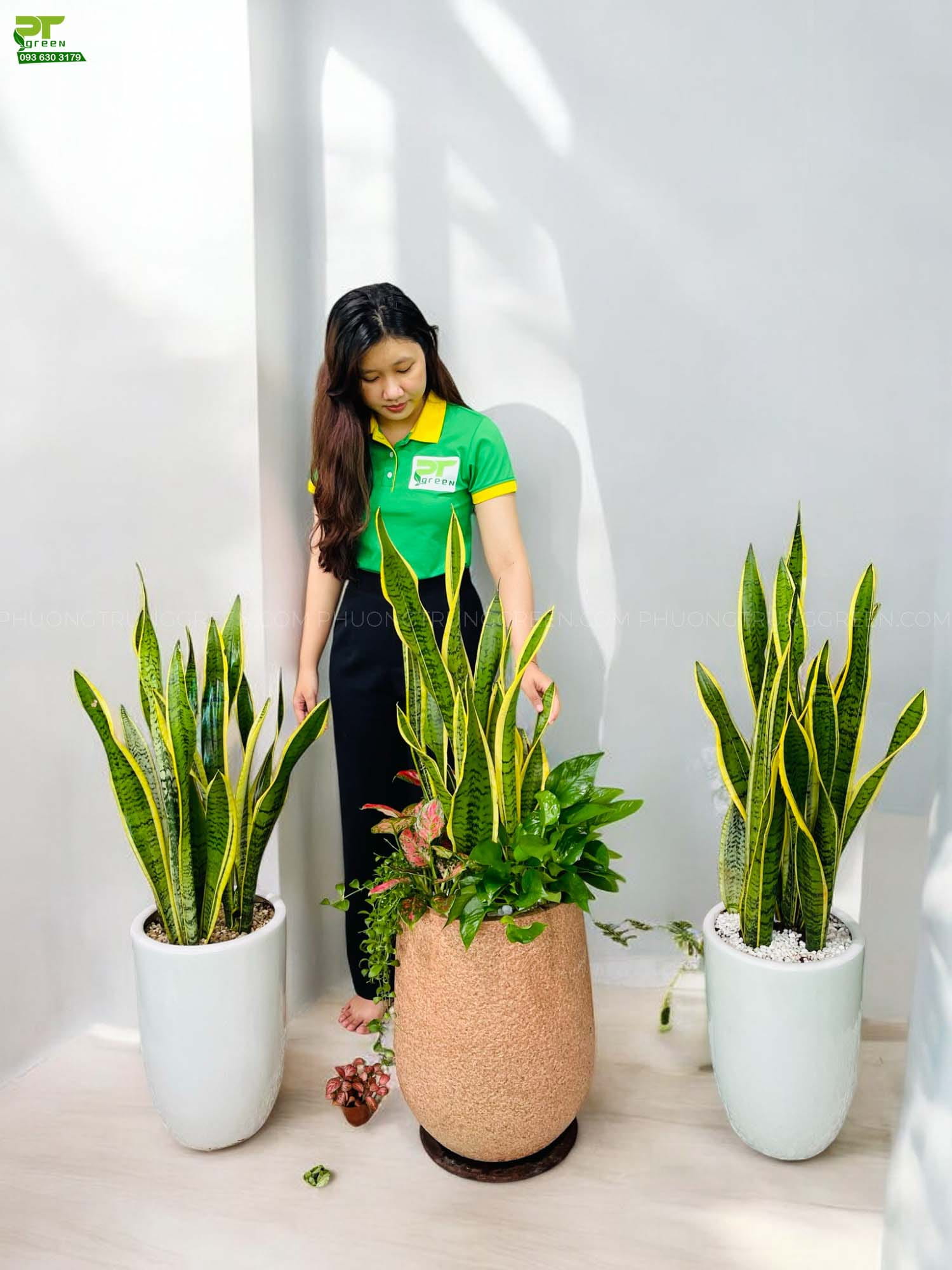 cây lưỡi hổ - Image 2