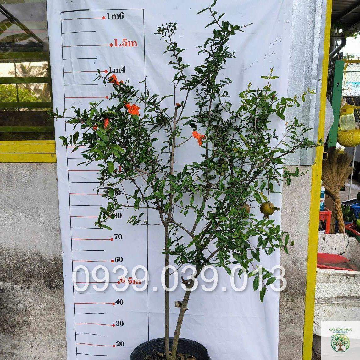 cây lựu Ấn Độ - Image 5