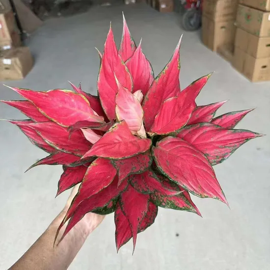 cây lựu Angel Red - Image 1