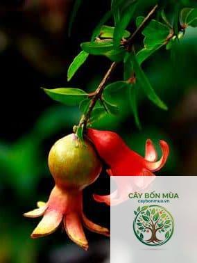 cây lựu Angel Red - Image 3