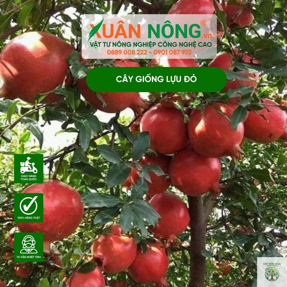 cây lựu Angel Red - Image 4