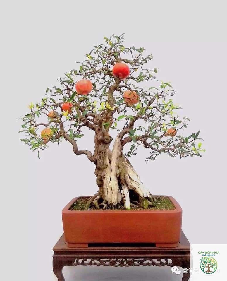 cây lựu bonsai - Image 2