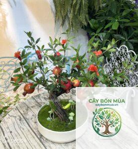 cây lựu bonsai